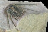 Kettneraspis Trilobite (Long Occipital Horn) - Lghaft, Morocco #165963-3